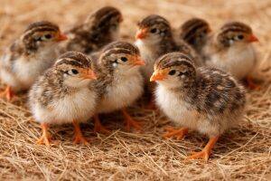 Day-Old Chicks