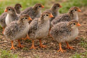 One-Month-Old Chicks