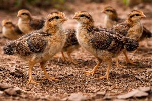 One-Month-Old Chicks