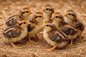 Day-Old Chicks