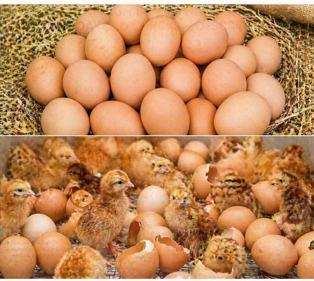 Kalki High Breed Hatching Eggs