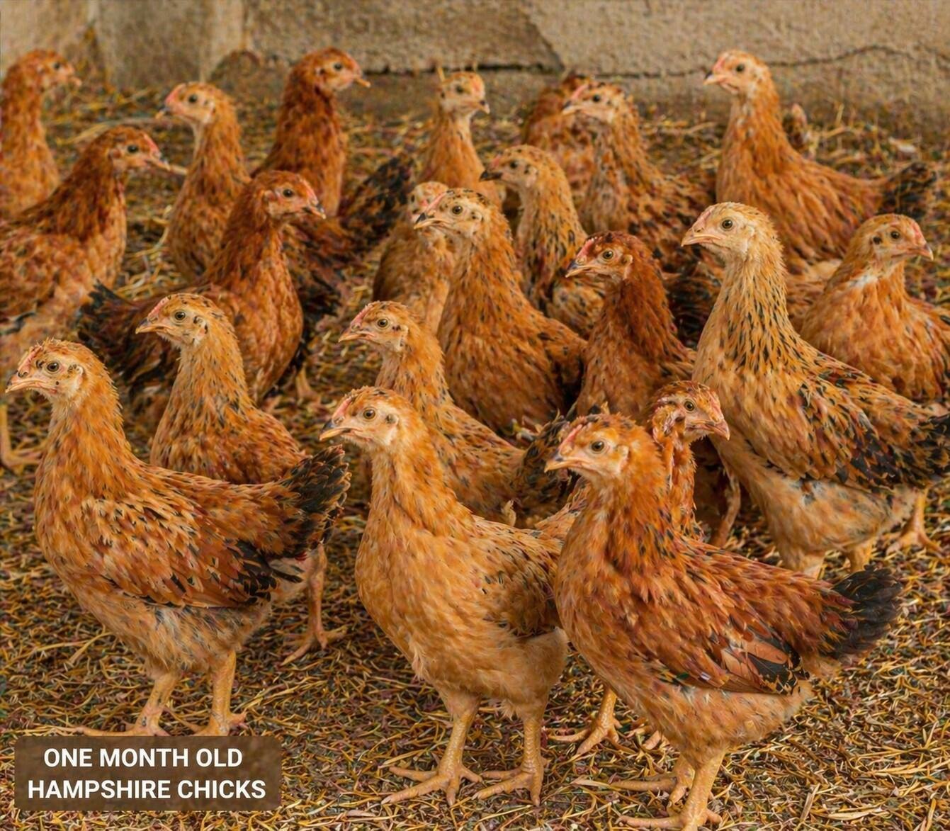 One-Month-Old Chicks