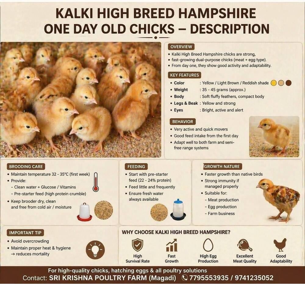 Kalki High Breed