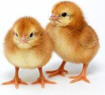Day-Old Chicks