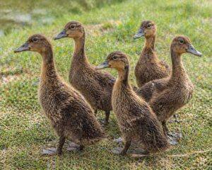 One-Month-Old Chicks