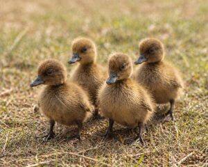 Day-Old Chicks