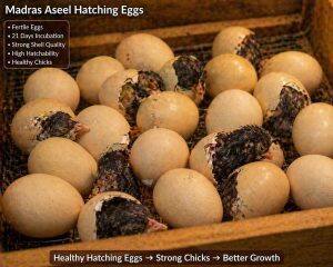 Eggs