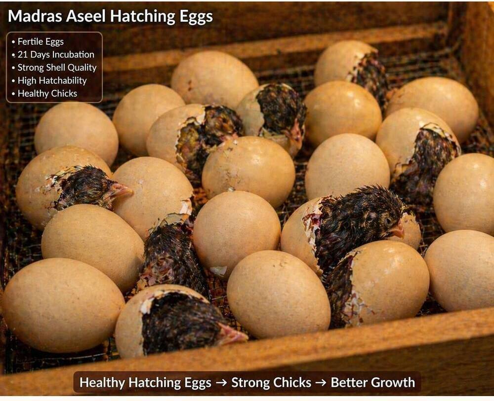 Madras Aseel Hatching Eggs