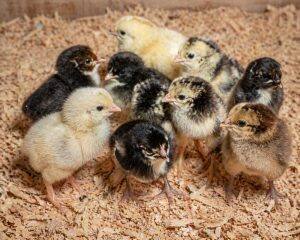 Day-Old Chicks