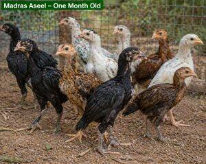 One-Month-Old Chicks