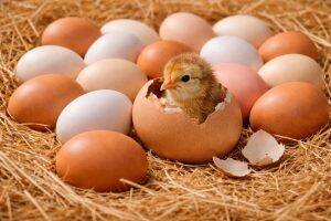 Eggs