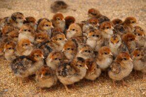 Day-Old Chicks