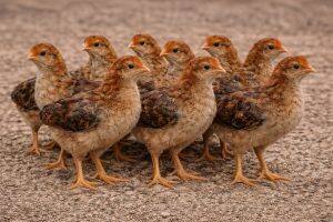 One-Month-Old Chicks