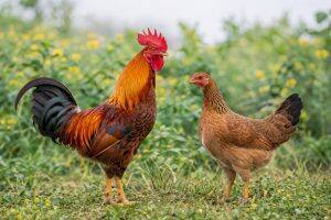 Adult Birds