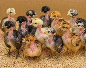 Day-Old Chicks
