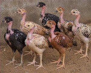 One-Month-Old Chicks