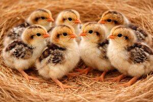 Day-Old Chicks