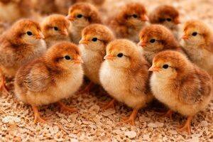 Day-Old Chicks