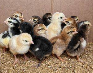 Day-Old Chicks