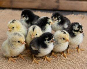 Day-Old Chicks