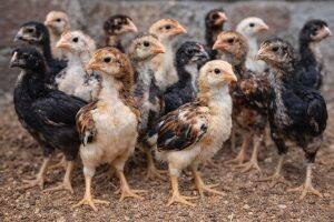 One-Month-Old Chicks