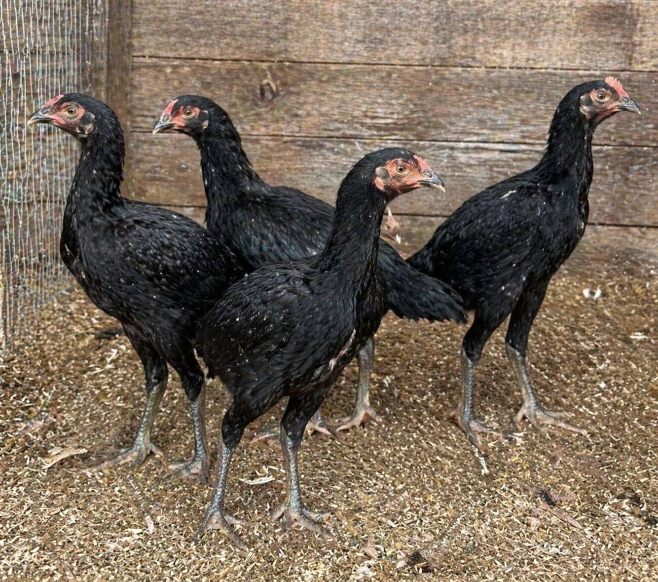 One-Month-Old Chicks