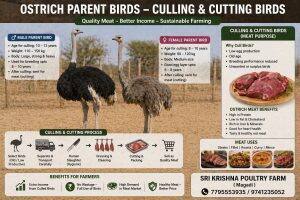 Adult Birds