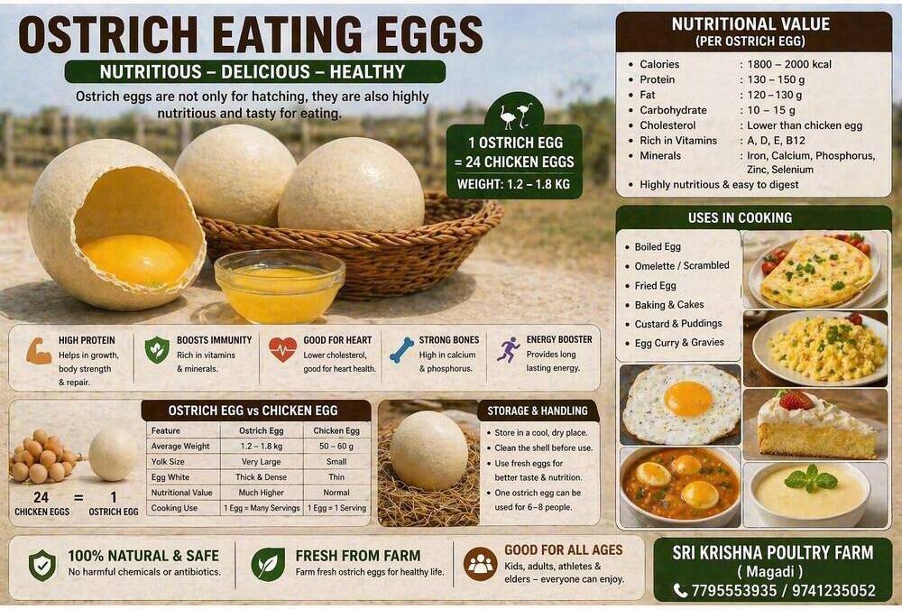Ostrich Eating Eggs
