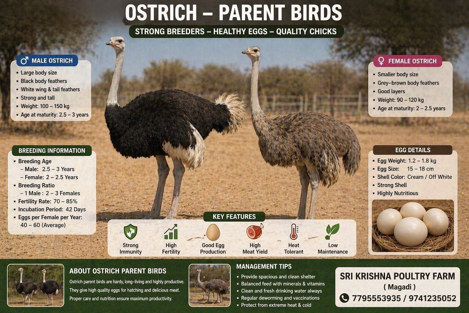 Ostrich