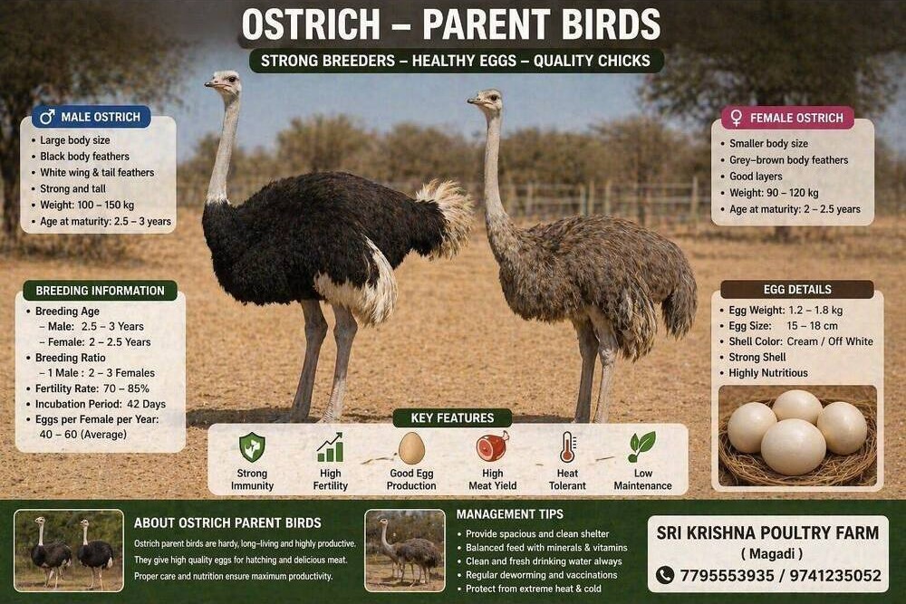 Ostrich
