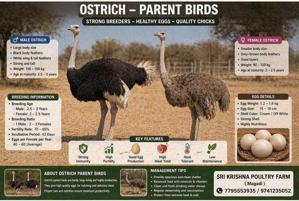 Ostrich