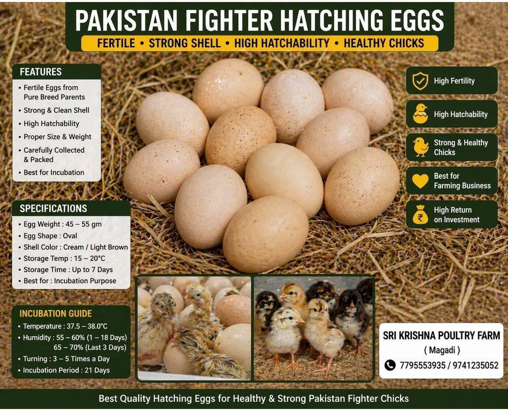 Pakistan Fighter Hatching Eggs