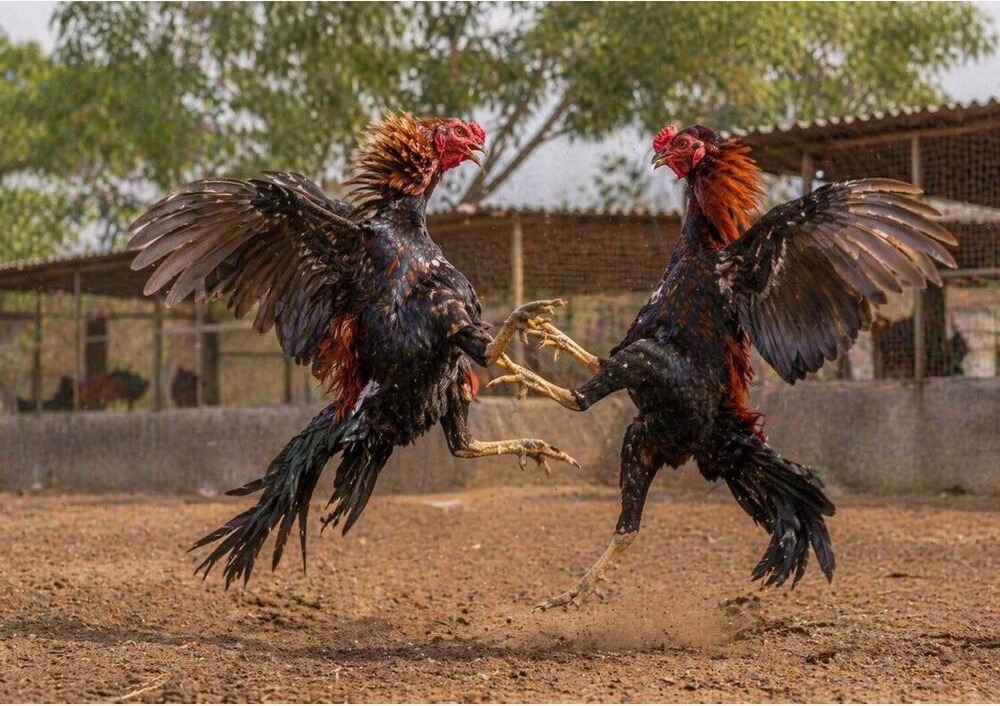 Pakistan Fighter
