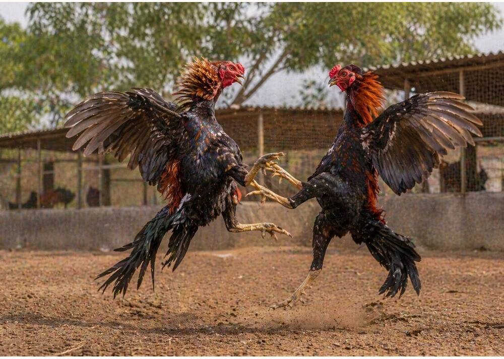 Pakistan Fighter