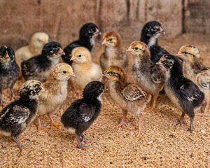Day-Old Chicks
