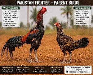Adult Birds