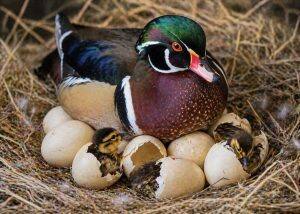 Eggs