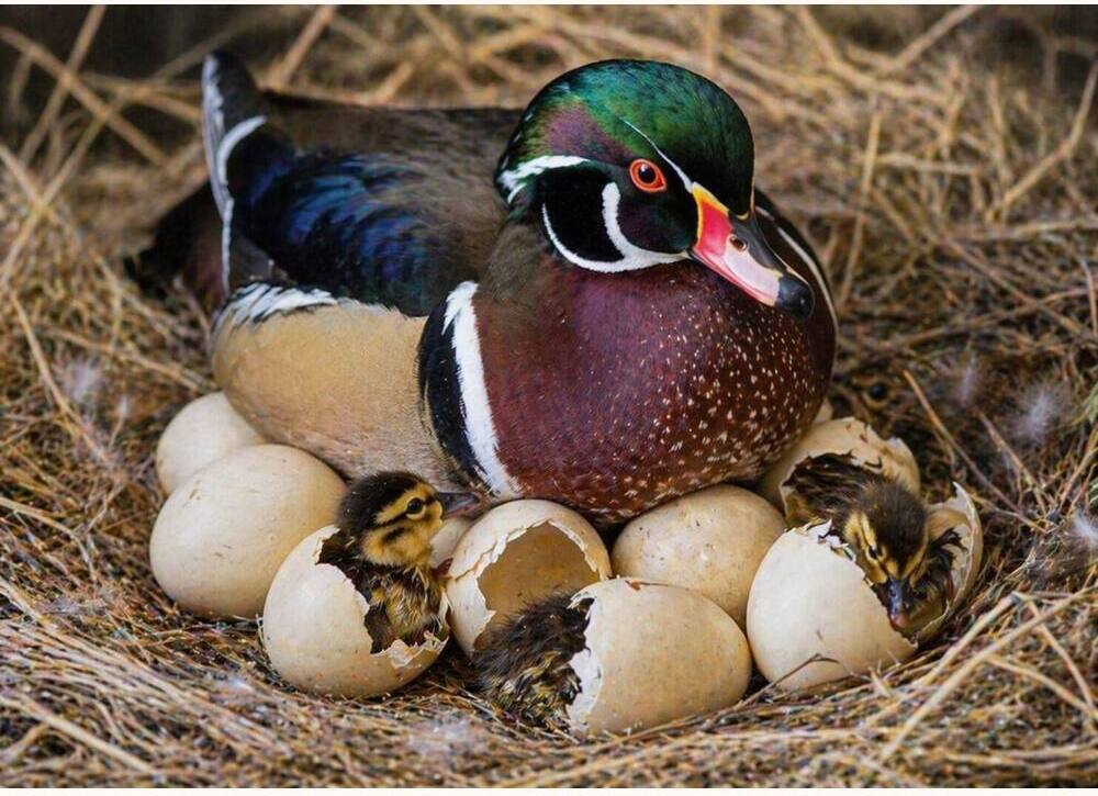 Perching Duck Hatching Eggs