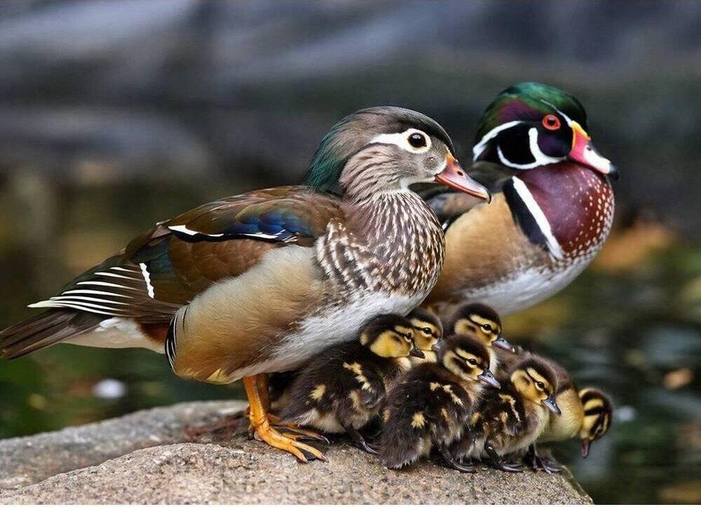 Perching Duck