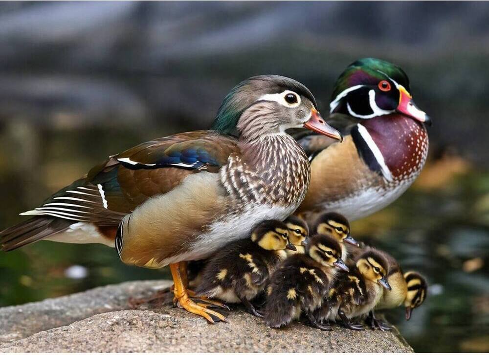 Perching Duck