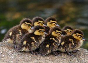 Day-Old Chicks