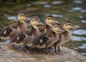One-Month-Old Chicks