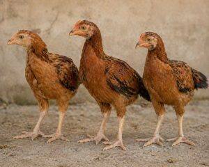 One-Month-Old Chicks