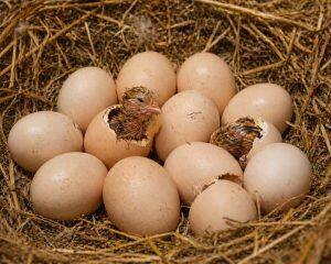 Eggs