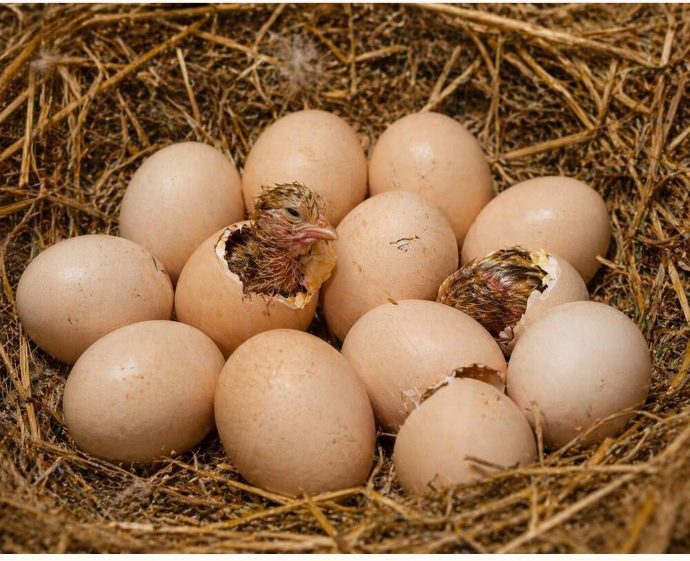 Piela Aseel Hatching Eggs