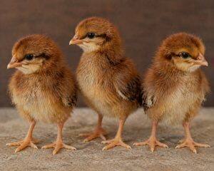 Day-Old Chicks
