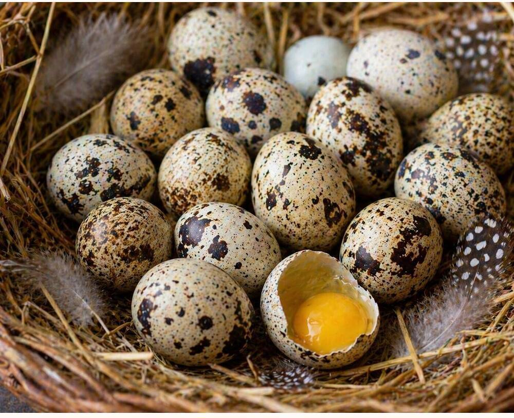 Quail Eating Eggs