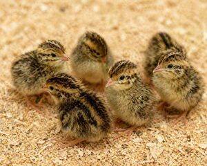 Day-Old Chicks