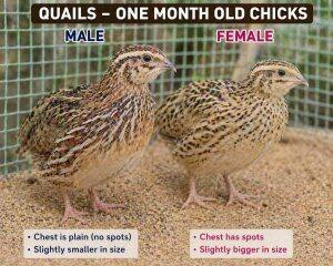 One-Month-Old Chicks
