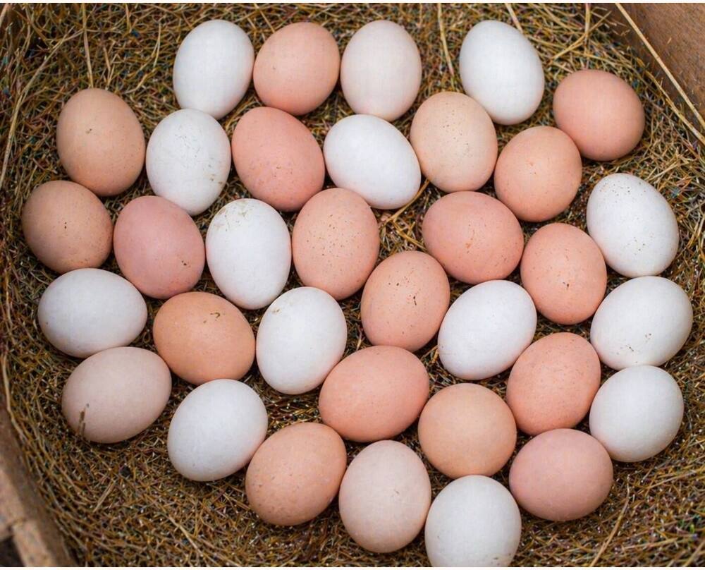 Raja2 Eating Eggs